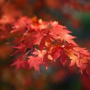 아기단풍 & Les Feuilles Mortes (Autumn Leaves 고엽) / James Turner & photo by 모모수 이미지