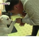 동물농장 이미지