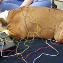 래이동물의료센터 이미지