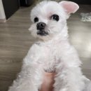 펫탑클래스애견호텔&미용