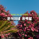 훈식 | 제주 겨울여행 동백 명소 무료는 아니지만 만족도 높았던 훈식이네동백밭 솔직후기
