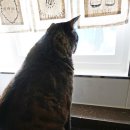 쓰담쓰담 이미지