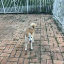 안녕 멈머야 이미지