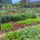 친환경나눔텃밭 이미지