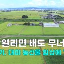 배도