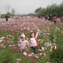 수도권매립지 국화축제 이미지