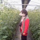 상월 농장 이미지