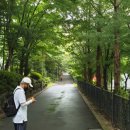 옥정 메타세콰이아길 이미지