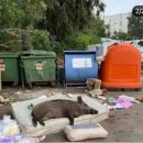 돼지우리 이미지