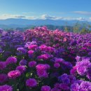 감악산비 | 비 와도 감성 충만! 감악산 별바람언덕 아스타국화 축제 후기｜가족 나들이 꿀팁