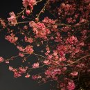꽃빙천안 | 중국여행 인천 리장 항공권 에어차이나 청두 경유 기내식 수화물 리장공항 택시