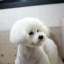 비비펫미용 이미지