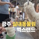 게코스마일 | 광주아기랑 가볼만한곳 패밀리랜드 실내동물원 벅스랜드 12개월 아기와 다녀온 후기
