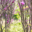 삼풍농장 이미지