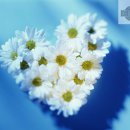 꽃뿐이네 이미지