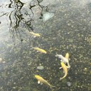 동죽이 해물칼국수 | [안국역/ 신라제면 안국점] 주말 웨이팅 맛집 동죽칼국수 해물파전 후기