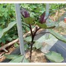 (주)방아다리 이미지