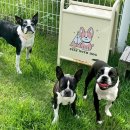 스테이위드독 | 강원도 홍천 애견동반 독채 펜션 스테이위드독, 단체 여행 숙소 추천