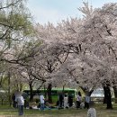 대구대학교 서문 | 경산 여행 - 대구대 벚꽃 (서문) / 대구대 겹벚꽃 / 대구 근교 벚꽃