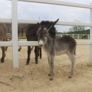 하당농장 이미지