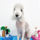 만점애견미용 이미지