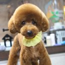 마티애견 이미지