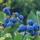 운심농장 이미지