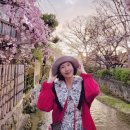 3월 27일 월요일~ 일본 교토 벚꽃놀이~ 벚꽃 만발~팝콘이 펑펑~ 터져요~^^ 이미지