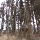 조천초등학교교래분교 이미지