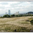 1급태화강정비 이미지