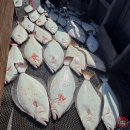 해뜨는어린이집 | 인천 영종도 광어다운샷 선상낚시 출조 후기, 회뜨는 곳 광어 회파티까지