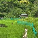 청남오리 이미지