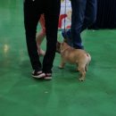 브리더독 이미지