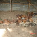 남산농장 이미지