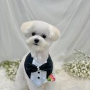 빵독 반려미용실 이미지