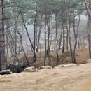 곡성사슴