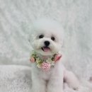 블루맘펫살롱 이미지