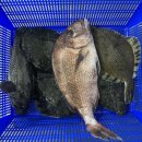 화성락실내바다낚시터 이미지