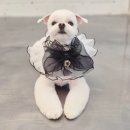 하니 그루밍( Hani Grooming) 이미지