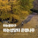 하논의 아침 | 하논성당터 은행나무 명소 하논분화구 제주 러닝 코스