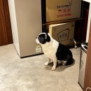 AT비지니스호텔 | 가평 비지니스호텔 숙박 후기 그라체호텔 가평점(개인 사우나, 애견 동반 가능 )