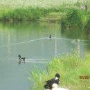 한강오리 이미지