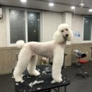 충남애견미용학원