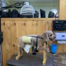 최재호 한방동물병원 이미지