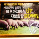 돈이요막창