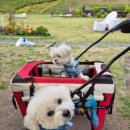 아지동물병원 이미지