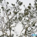 예산 용궁리 백송[ Lacebark Pine of Yonggung-ri, Yesan , 禮山 龍宮里 白松 ]충청남도 예산군 신암면 용궁 이미지