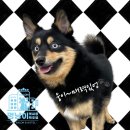 멍냥이 펫싸롱, 펫호텔 이미지