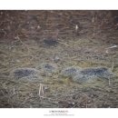 성덕초교 이미지