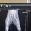 심메디칼 | 의료센터 / 강아지 슬개골, 대퇴골두절단 수술 내돈내산 후기 / 수술 전 꿀팁 / 충북 청주 세종 / 실외배변